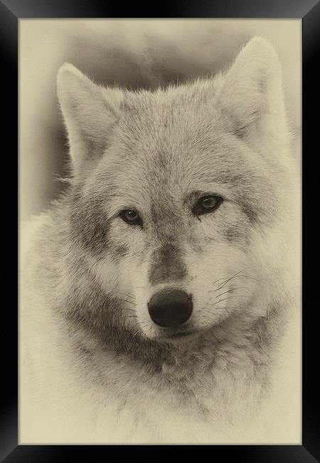 Wolf Framed Print by Terry Stone