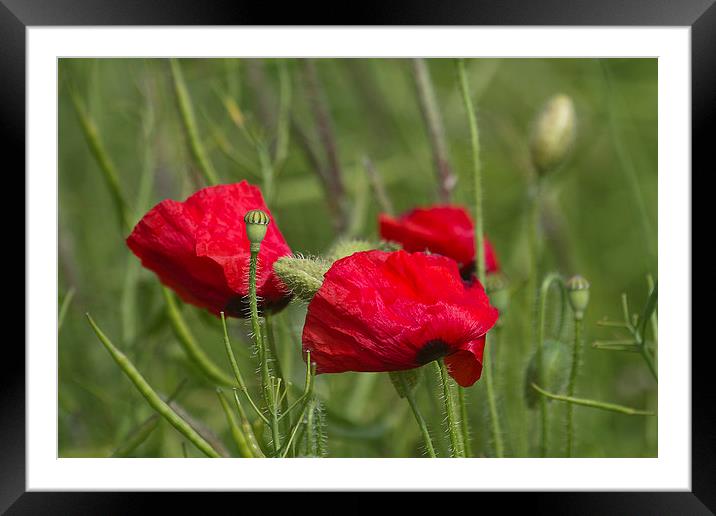 Red Poppy macro on the South Downs Framed Mounted Print by James Bennett (MBK W
