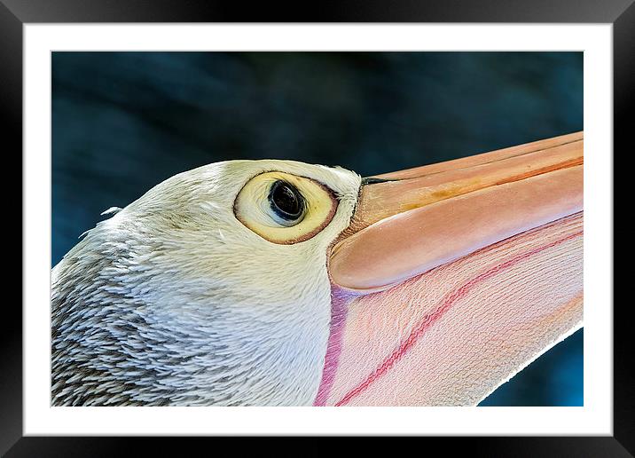 Australian Pelican Macro portrait Framed Mounted Print by James Bennett (MBK W