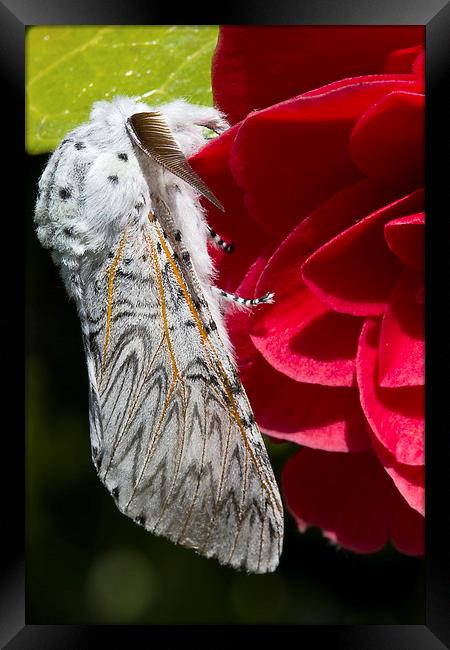 Puss Moth on red camellia Framed Print by James Bennett (MBK W