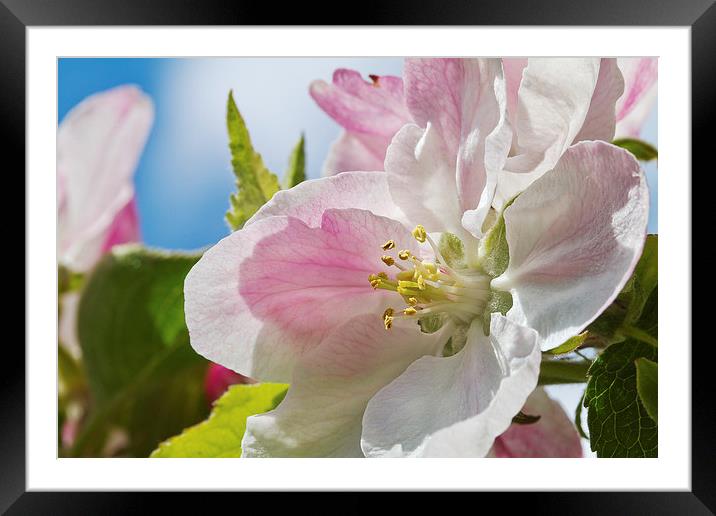 Delicate Spring Apple Blosssom Framed Mounted Print by James Bennett (MBK W