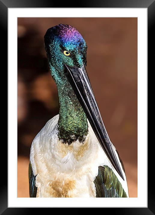 Australian Jabiru Bird Portrait Framed Mounted Print by James Bennett (MBK W