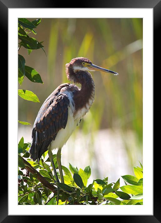 Tricolored Heron in Florida Everglades Framed Mounted Print by James Bennett (MBK W