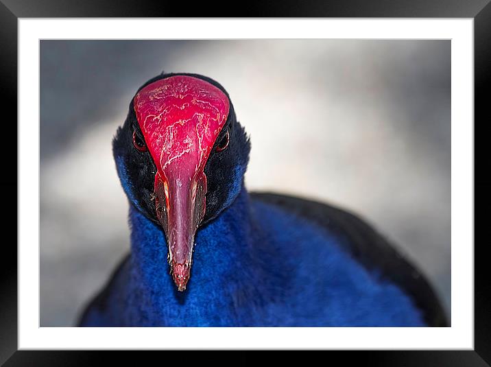 Purple Swamphen portrait Australia Framed Mounted Print by James Bennett (MBK W