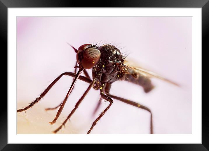 Extreme macro fly with Pollen Framed Mounted Print by James Bennett (MBK W