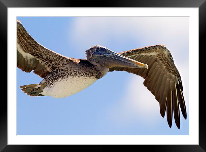 Pelican in flight, Florida keys Framed Mounted Print by James Bennett (MBK W