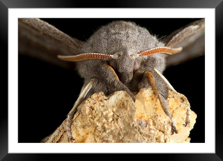 Fabulous furry Poplar Hawk Moth Framed Mounted Print by James Bennett (MBK W