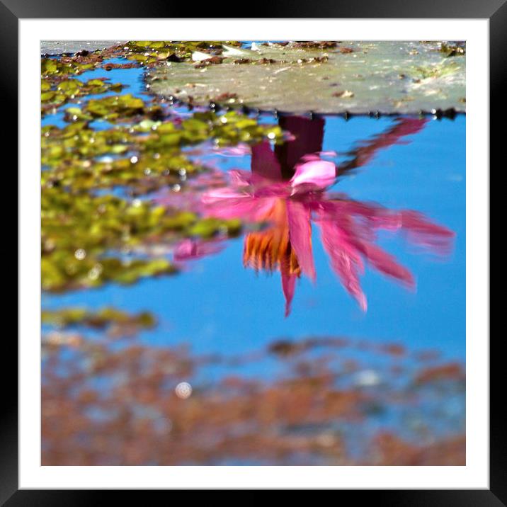 Beautiful Water Lily reflection abstract Framed Mounted Print by James Bennett (MBK W