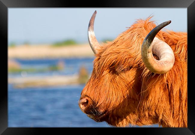  Highland Cattle in Oare Marshes, Kent Framed Print by James Bennett (MBK W