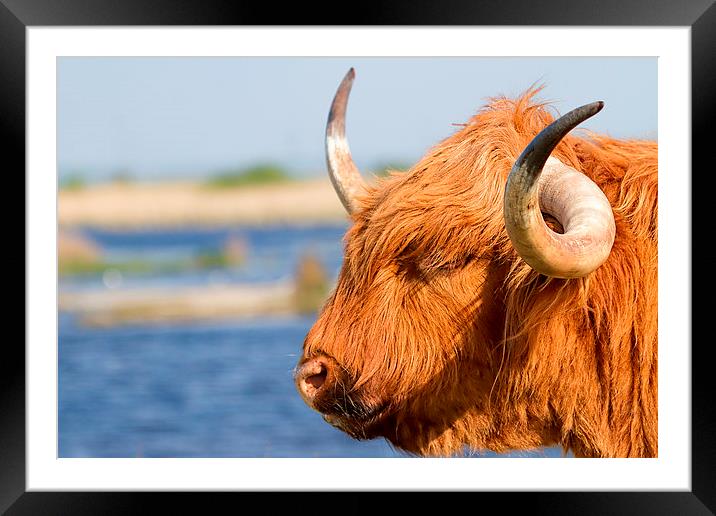  Highland Cattle in Oare Marshes, Kent Framed Mounted Print by James Bennett (MBK W