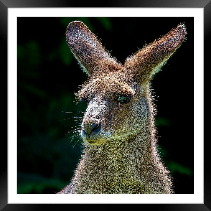 Backlit Kangaroo Portrait Framed Mounted Print by James Bennett (MBK W