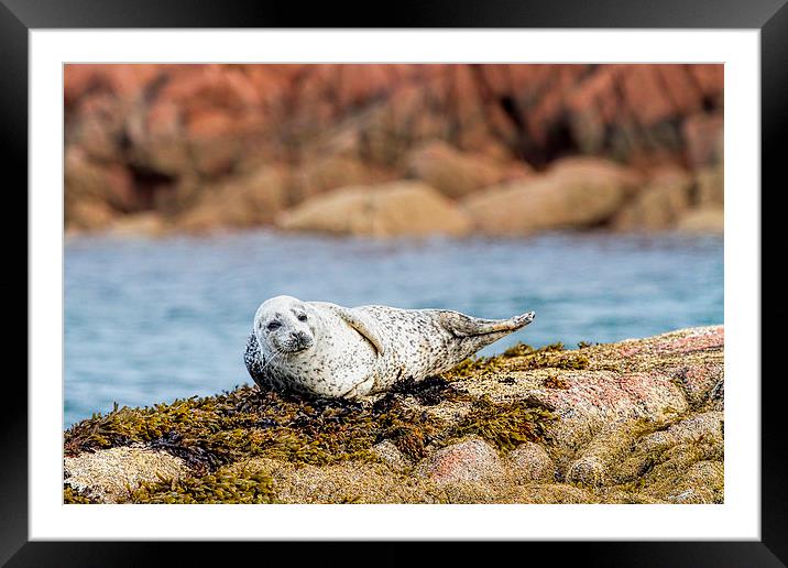  Cute Grey Seal Pup on Mull Scotland Framed Mounted Print by James Bennett (MBK W