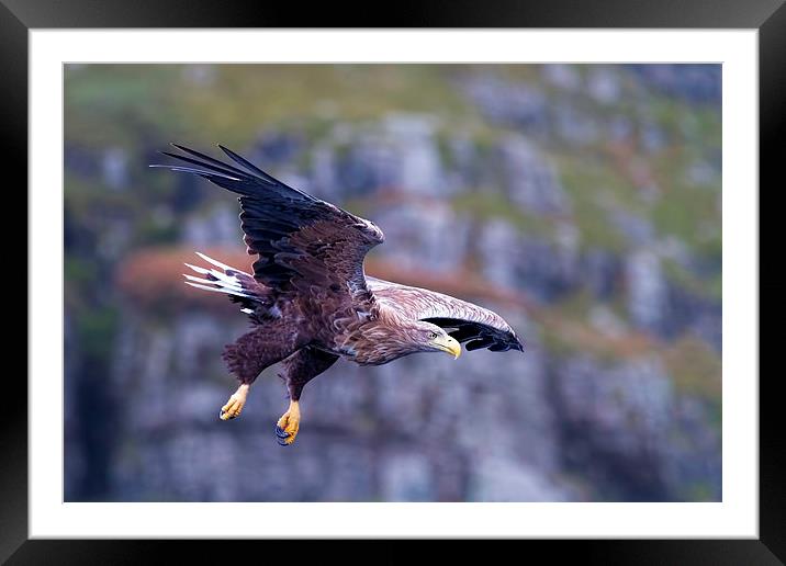  White Tailed Eagle Mull Scotland Framed Mounted Print by James Bennett (MBK W