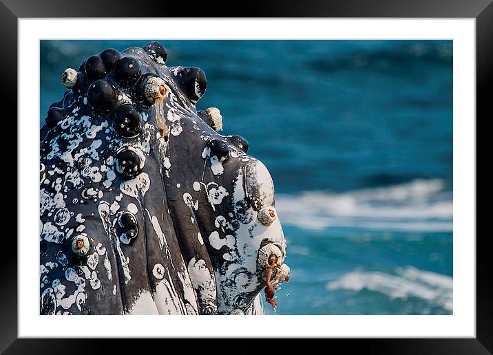  Humpback Whale close up with Barnacles Framed Mounted Print by James Bennett (MBK W