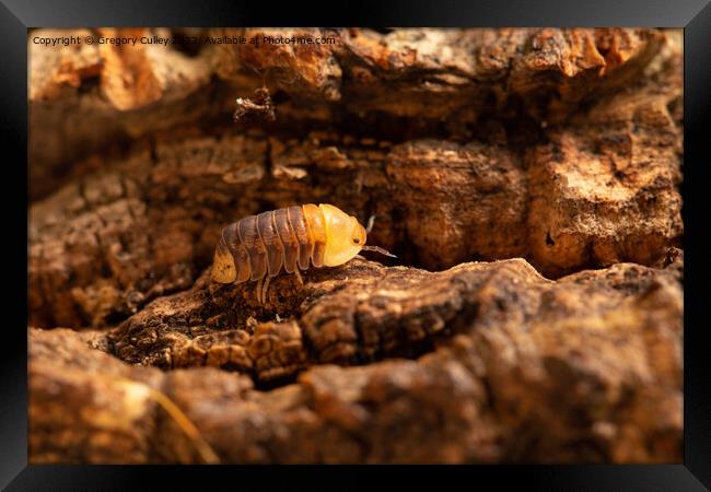 Rubber Ducky Isopod Cubaris walking on cork bark close up Framed Print by Gregory Culley
