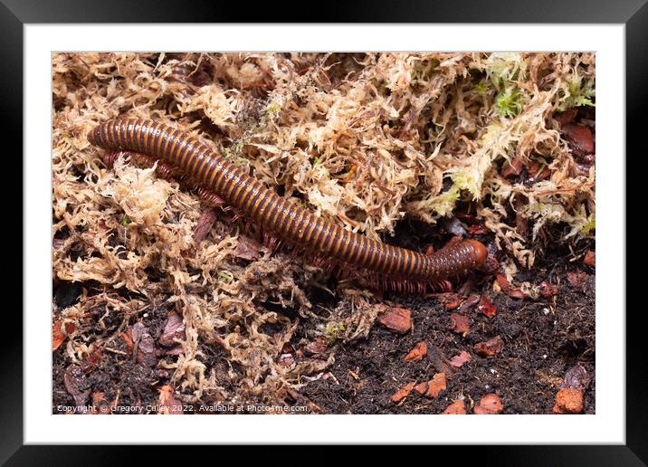 Amber West African Millipede, Pelmatojulus ligulatus Framed Mounted Print by Gregory Culley