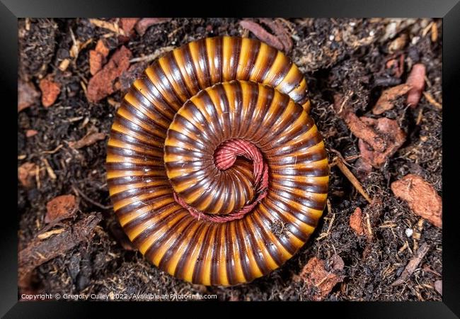 Amber West African Millipede curled up, Pelmatojulus ligulatus Framed Print by Gregory Culley