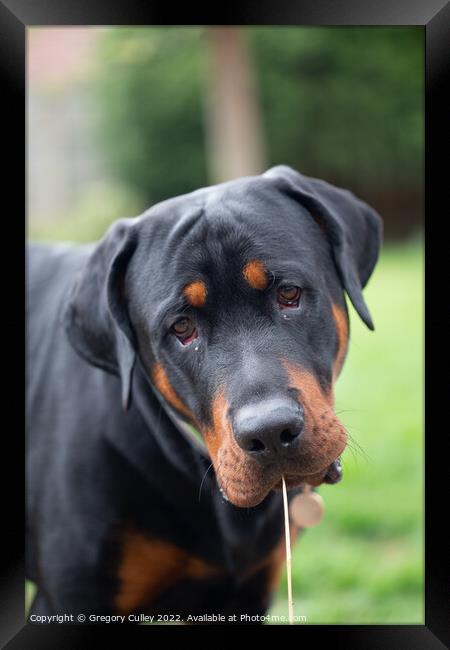 Head shot of rottweiler cross  Framed Print by Gregory Culley