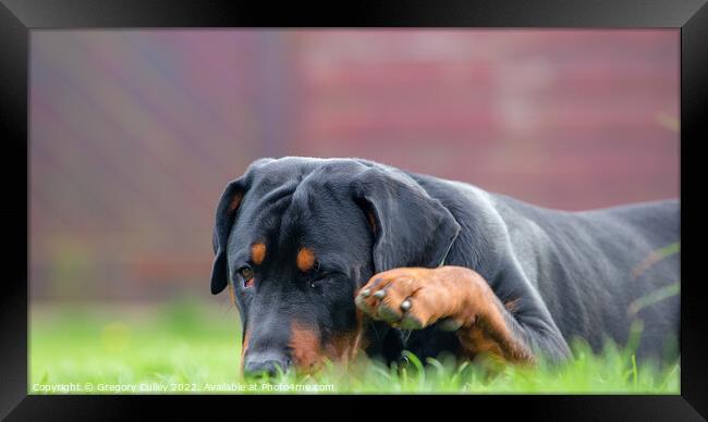 A close up of a rottweiler dog laying in the grass Framed Print by Gregory Culley