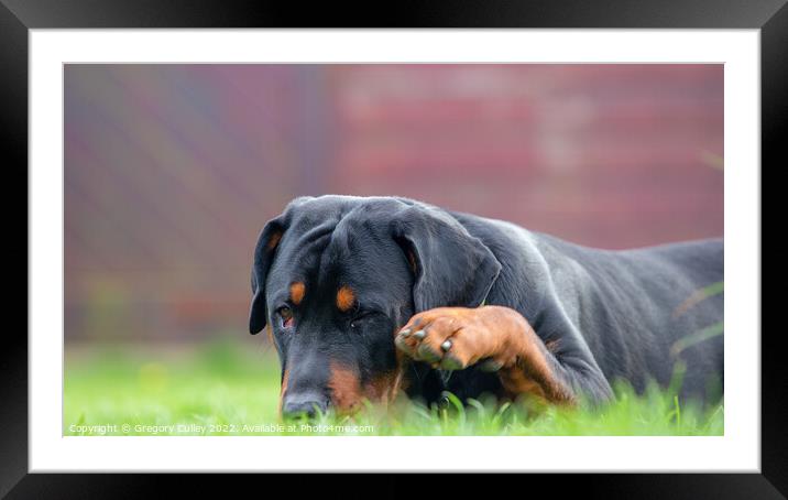 A close up of a rottweiler dog laying in the grass Framed Mounted Print by Gregory Culley
