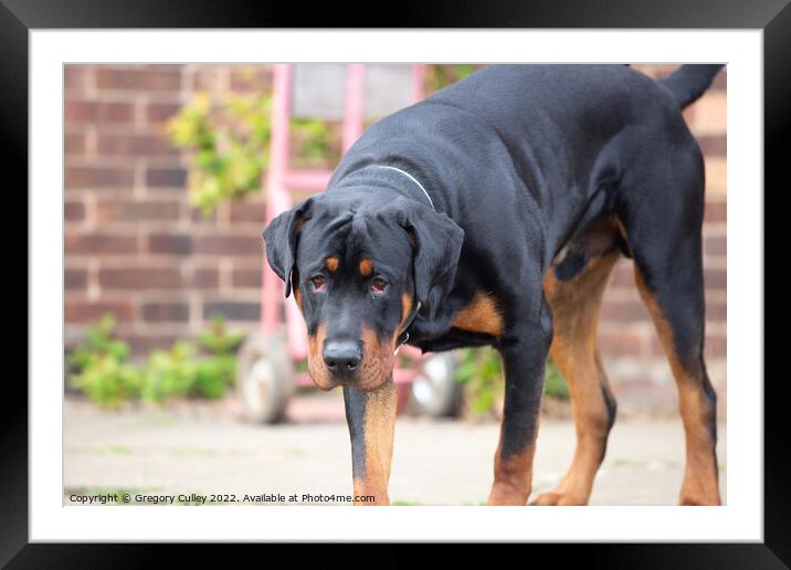 Rottweiler cross dog stood looking Framed Mounted Print by Gregory Culley