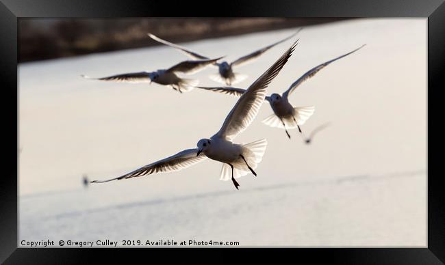 Sea birds in flight Framed Print by Gregory Culley