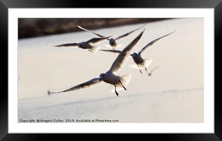 Sea birds in flight Framed Mounted Print by Gregory Culley