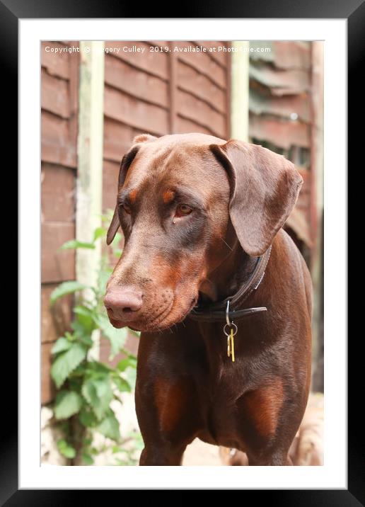 Chocolate Doberman Framed Mounted Print by Gregory Culley
