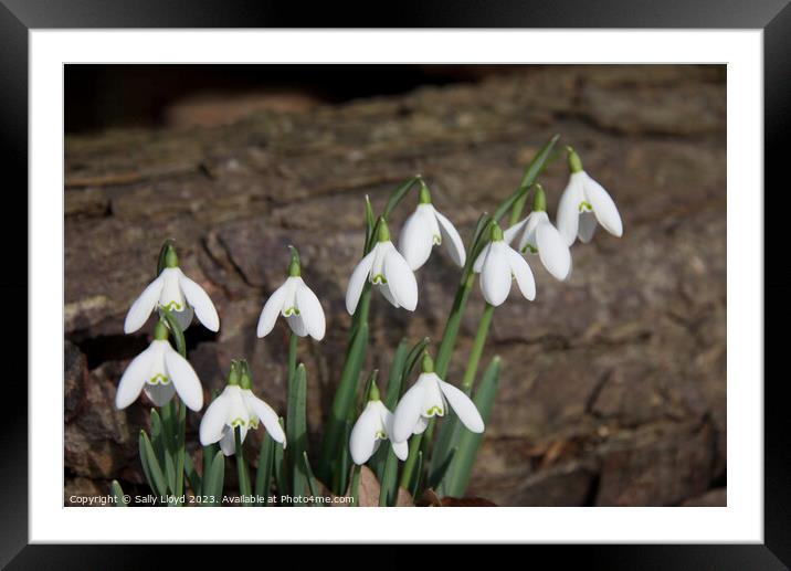 Snowdrops with log background Framed Mounted Print by Sally Lloyd