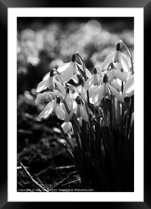 Sunlit Snowdrops in black and white Framed Mounted Print by Sally Lloyd