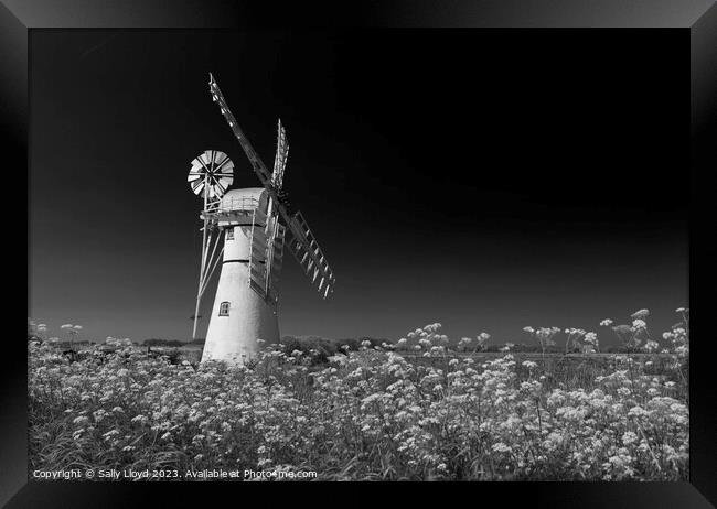 Thurne Mill with Cow Parsley in Black and White Framed Print by Sally Lloyd