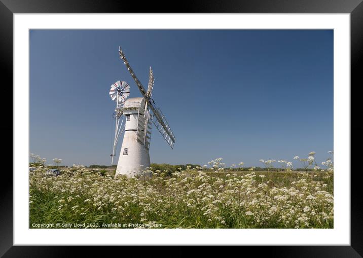 Thurne Mill with Cow Parsley  Framed Mounted Print by Sally Lloyd