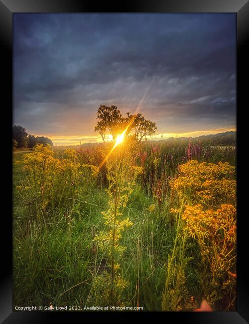 Golden Summer Sunset at Whitlingham Norfolk Framed Print by Sally Lloyd