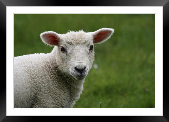 Lamb Framed Mounted Print by Sally Lloyd