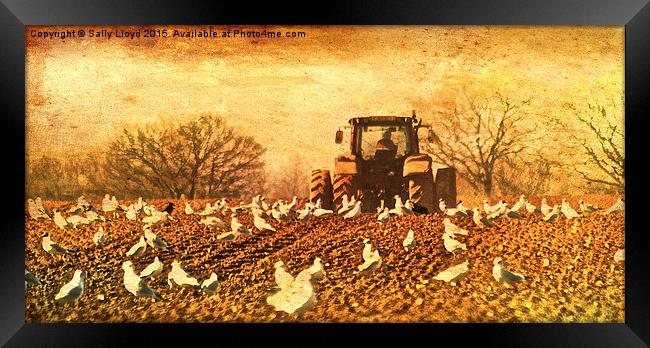  Tractor vintage style Framed Print by Sally Lloyd