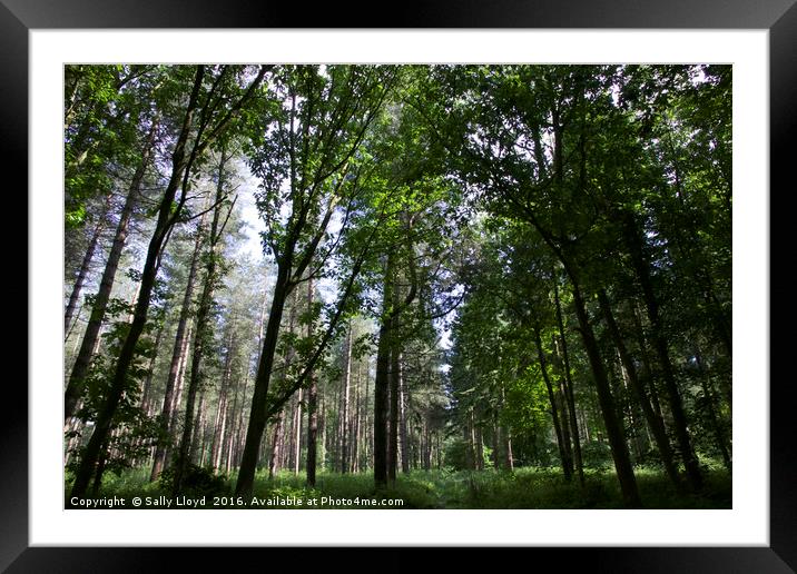 Into the Forest Framed Mounted Print by Sally Lloyd