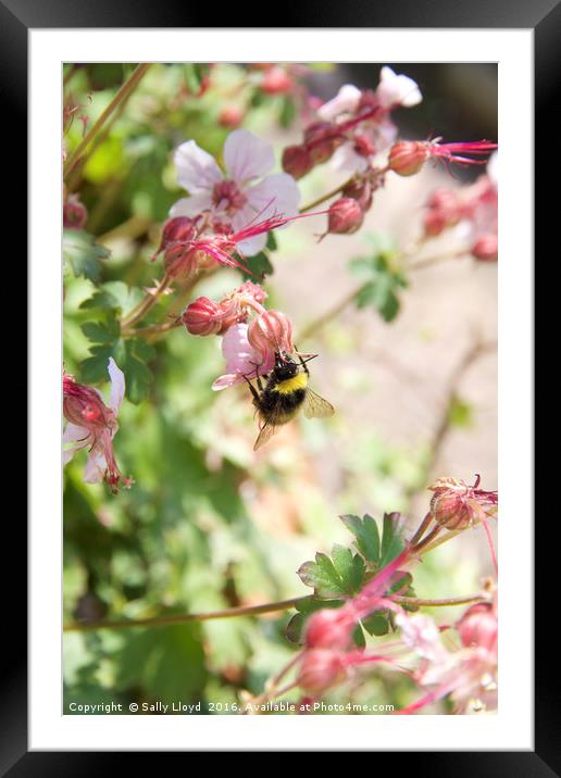 Bee with pink flowers Framed Mounted Print by Sally Lloyd