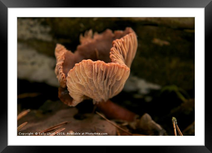 Pink Fungi Framed Mounted Print by Sally Lloyd