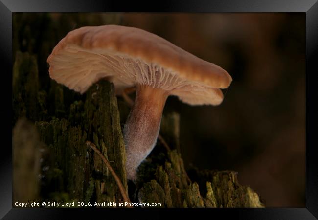Fungi Log Framed Print by Sally Lloyd