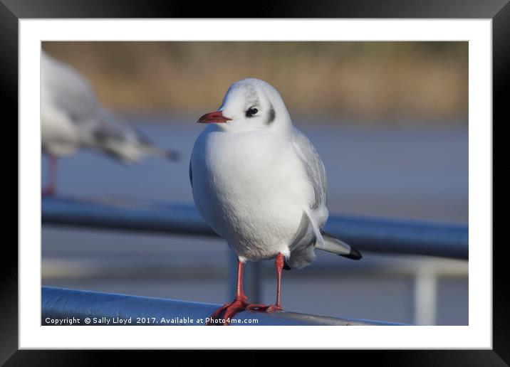 Gerty the Gull Framed Mounted Print by Sally Lloyd