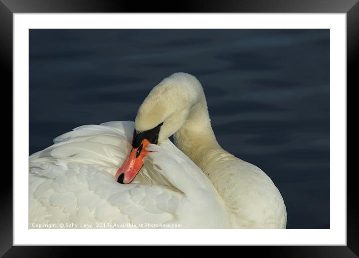 Swan Contemplation Framed Mounted Print by Sally Lloyd