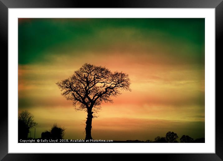 Tree Silhouette against the sky Framed Mounted Print by Sally Lloyd