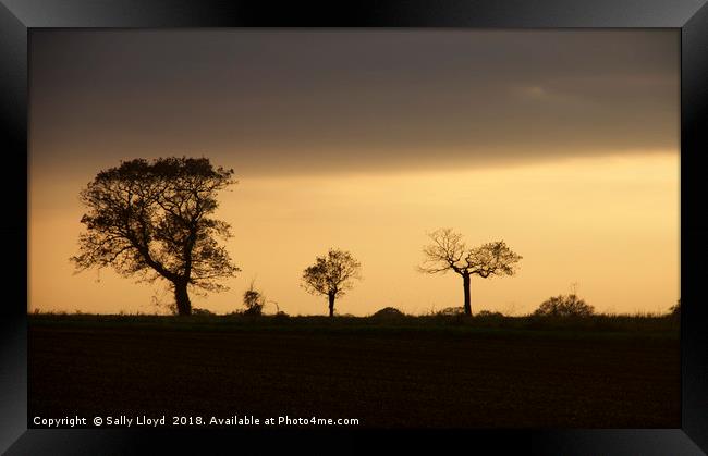 Tree shapes at sunset Framed Print by Sally Lloyd