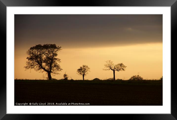 Tree shapes at sunset Framed Mounted Print by Sally Lloyd