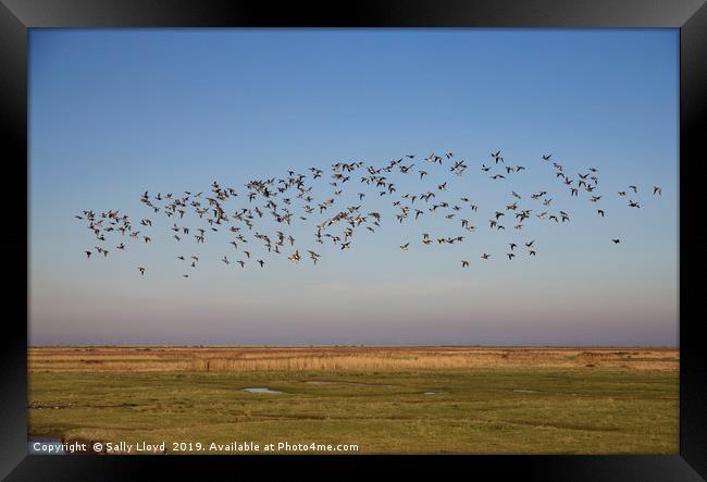 Birds in Flight at Blakeney - Landscape Framed Print by Sally Lloyd