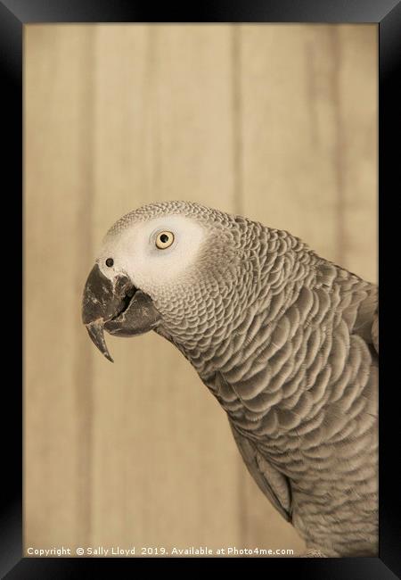 African Grey Parrot Framed Print by Sally Lloyd