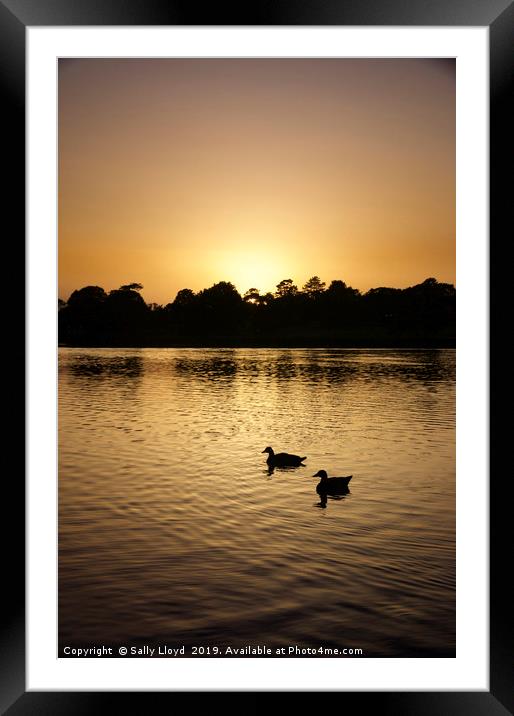 Sunset Geese on the Norfolk Broads Framed Mounted Print by Sally Lloyd