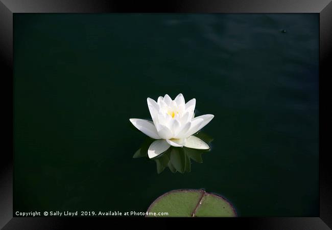 White water lily and pad Framed Print by Sally Lloyd
