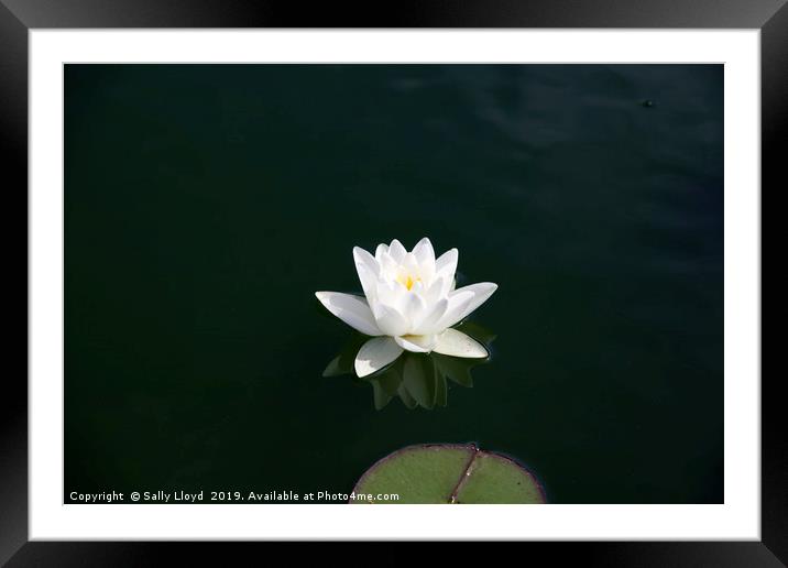 White water lily and pad Framed Mounted Print by Sally Lloyd