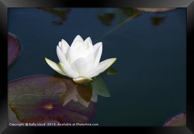 White Lily Reflection Framed Print by Sally Lloyd